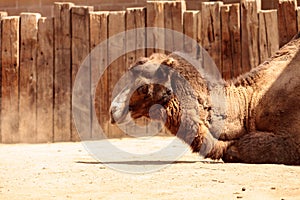 Bactrian camel Camelus bactrianus