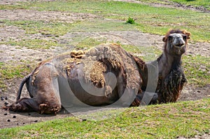The Bactrian camel (Camelus bactrianus) the animal molts in summer and rests in the sun