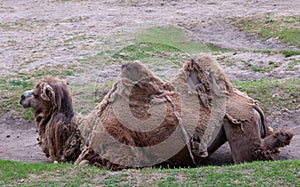 The Bactrian camel (Camelus bactrianus) the animal molts in summer and rests in the sun