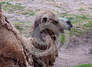 The Bactrian camel (Camelus bactrianus) the animal molts in summer and rests in the sun