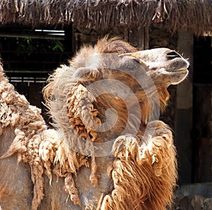 Bactrian Camel Or Camelus Bactrianus