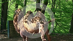 Bactrian Camel, Camelus bactrianus bactrianus