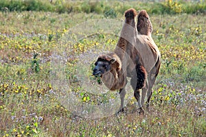 Bactrian camel or Camelus bactrianus