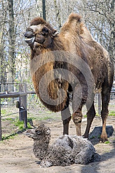 Bactrian camel (Camelus bactrianus) calf