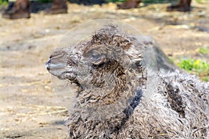 Bactrian camel (Camelus bactrianus) calf