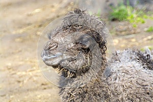 Bactrian camel (Camelus bactrianus) calf