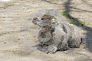 Bactrian camel (Camelus bactrianus) calf