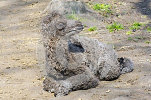 Bactrian camel (Camelus bactrianus) calf