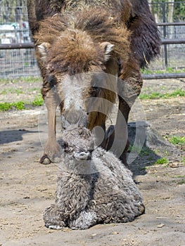 Bactrian camel (Camelus bactrianus) calf