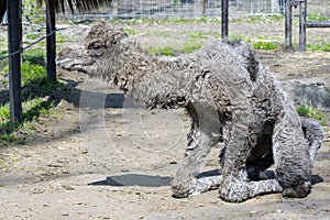 Bactrian camel (Camelus bactrianus) calf