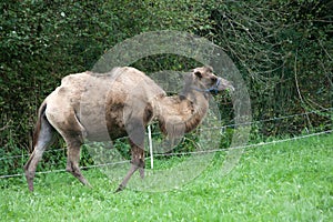 Bactrian camel Camelus bactrianus in circus zoo