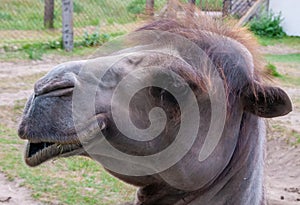 The Bactrian camel (Camelus bactrianus), close-up of a camel\'s head