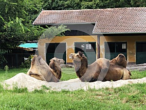 The Bactrian camel Camelus bactrianus, Das Trampeltier, Zweihockriges oder Baktrisches Kamel