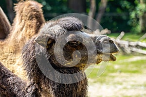 Bactrian camel, Camelus bactrianus in a german park