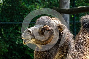 Bactrian camel, Camelus bactrianus in a german park