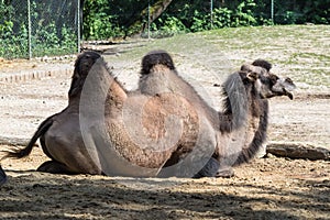 Bactrian camel, Camelus bactrianus in a german zoo