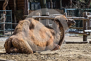 Bactrian camel, Camelus bactrianus in a german zoo