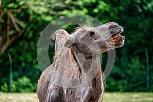 Bactrian camel, Camelus bactrianus in a german zoo