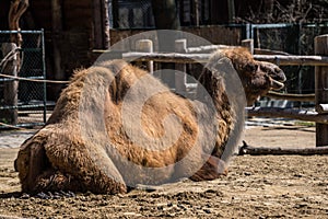 Bactrian camel, Camelus bactrianus in a german zoo