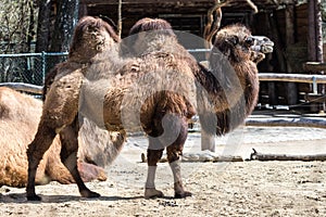 Bactrian camel, Camelus bactrianus in a german zoo