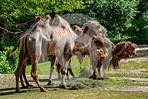 Bactrian camel, Camelus bactrianus in a german zoo