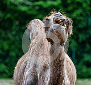 Bactrian camel, Camelus bactrianus in a german zoo