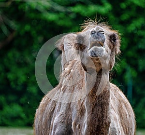 Bactrian camel, Camelus bactrianus in a german zoo