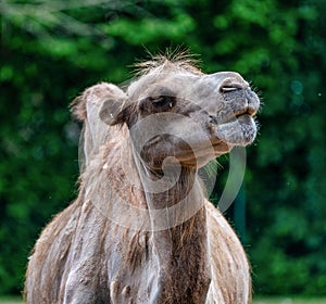 Bactrian camel, Camelus bactrianus in a german zoo