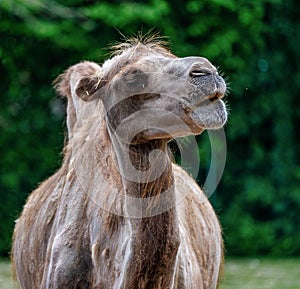 Bactrian camel, Camelus bactrianus in a german zoo
