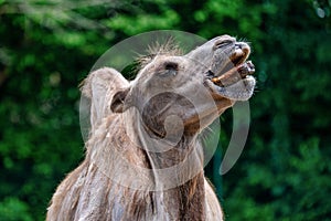 Bactrian camel, Camelus bactrianus in a german zoo