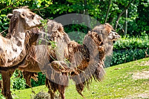 Bactrian camel, Camelus bactrianus in a german zoo