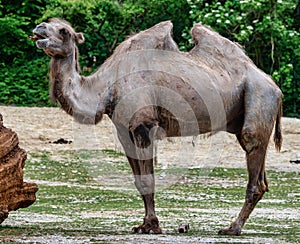 Bactrian camel, Camelus bactrianus in a german zoo