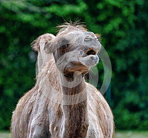 Bactrian camel, Camelus bactrianus in a german zoo