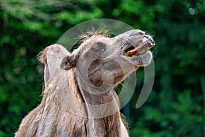 Bactrian camel, Camelus bactrianus in a german zoo