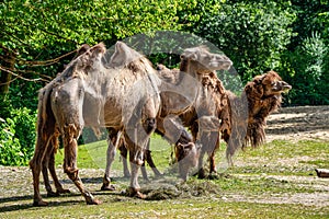 Bactrian camel, Camelus bactrianus in a german zoo