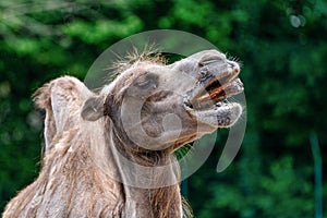 Bactrian camel, Camelus bactrianus in a german zoo