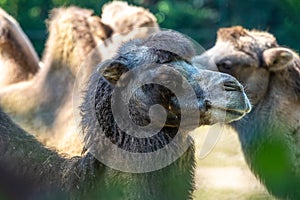 Bactrian camel, Camelus bactrianus in a german zoo