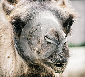 Bactrian camel - Camelus bactrianus - humorous closeup portrait