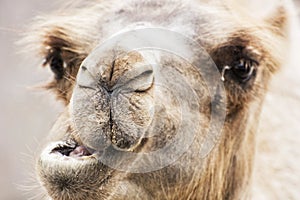 Bactrian camel - Camelus bactrianus humorous closeup portrait