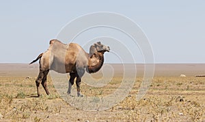 Bactrian camel Camelus bactrianus in Kazakhstan