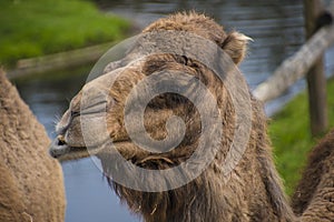 The Bactrian camel, Camelus bactrianus is a large, even-toed ungulate native to the steppes of Central Asia