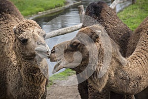 The Bactrian camel, Camelus bactrianus is a large, even-toed ungulate native to the steppes of Central Asia