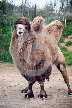 Bactrian camel Camelus bactrianus