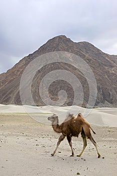 The Bactrian camel, Camelus bactrianus, is a large, even-toed ungulate native to the steppes of Central Asia, Pangong Lake, Jammu photo