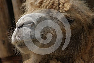 Bactrian Camel - Camelus bactrianus