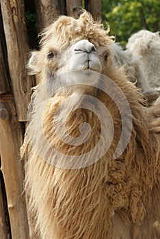 Bactrian Camel - Camelus bactrianus