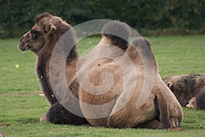 Bactrian Camel - Camelus bactrianus
