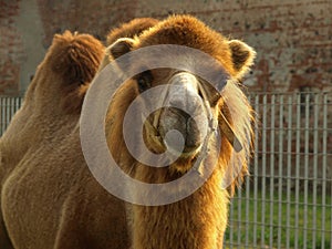 Bactrian camel Camelus bactrianus mammal animal