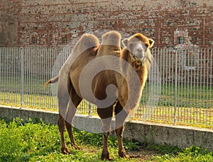 Bactrian camel Camelus bactrianus mammal animal