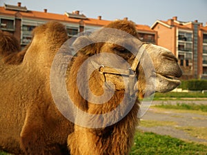 Bactrian camel Camelus bactrianus mammal animal